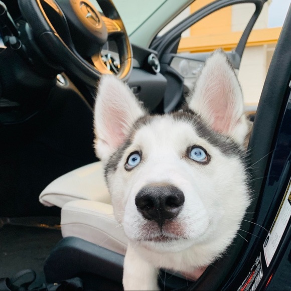 Meet your Posher, Izzy - Picture 3 of 6